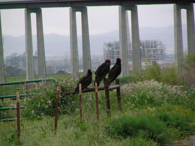 Turkey vultures on fence closer