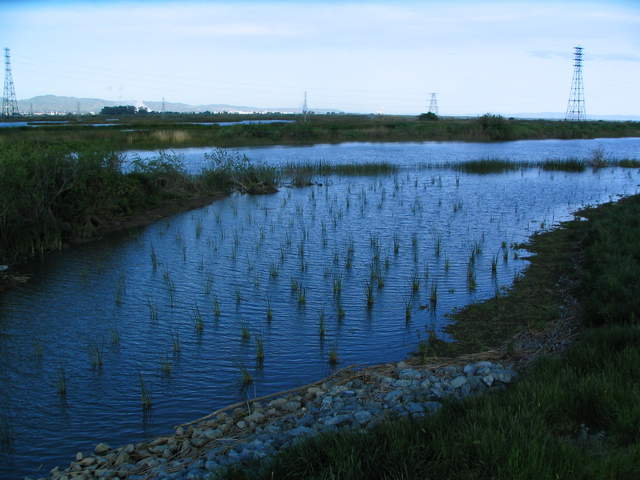 Flooded wetland near levee