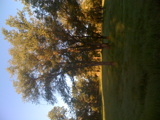 Early morning in the oak savanna
