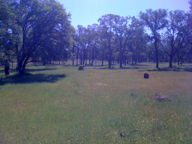 View of the oak savanna