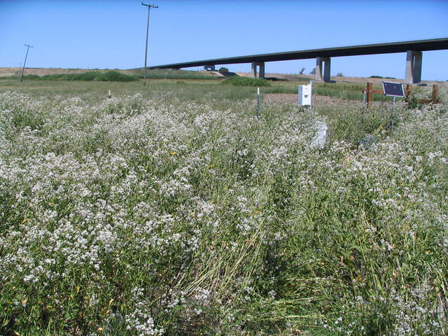  Pepper Weed Flowers