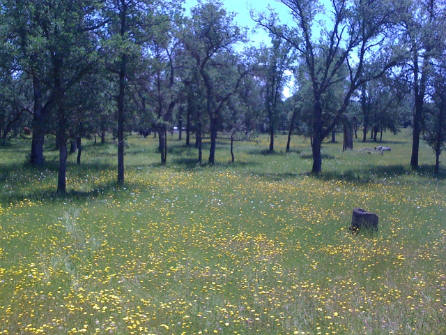 Wild flowers at the oak savanna