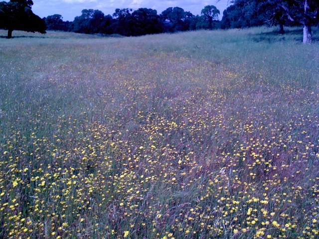 Wild flowers at the oak savanna