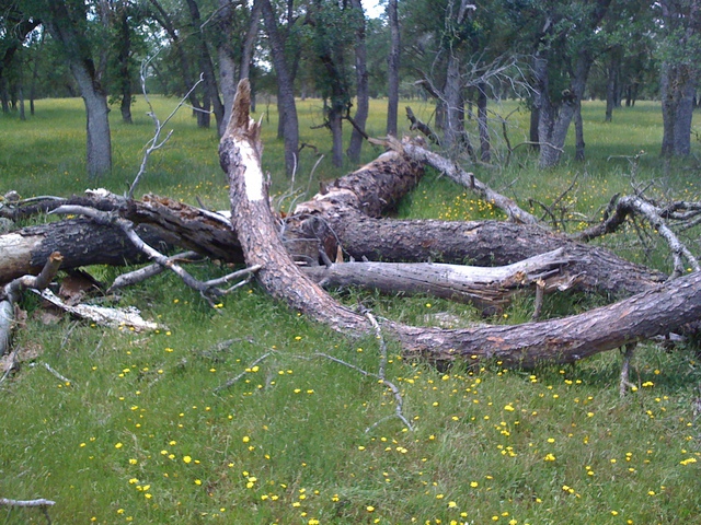 Fallen dead pine 