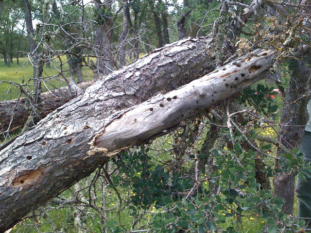 Woodpecker holes in fallen dead pine