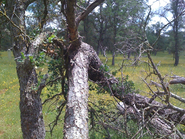 Fallen dead pine against oak