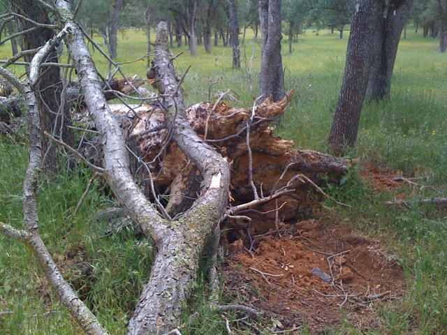 Roots of fallen dead pine