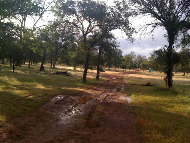 Puddles on the dirt road at the oak savanna