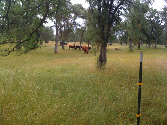 Cows in the oak savanna