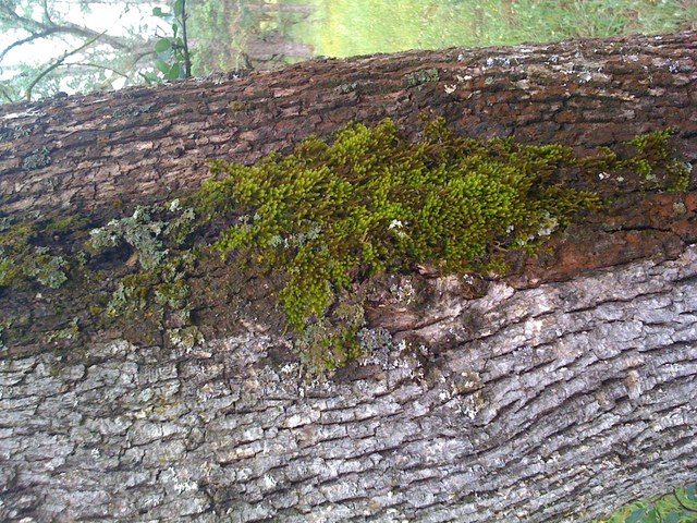 Moss on oak tree trunk