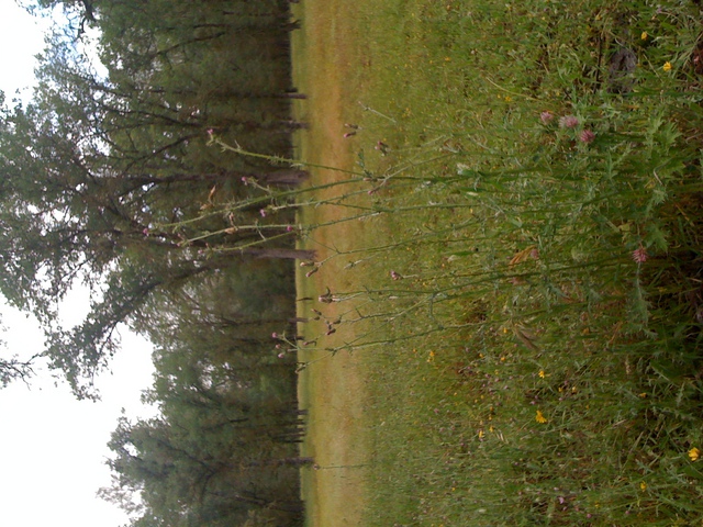 Thistles in the oak savanna