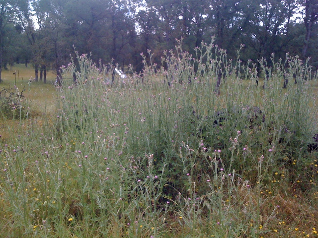 A patch of thistles at the oak savanna