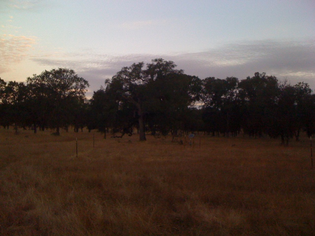 Dawn at the oak savanna