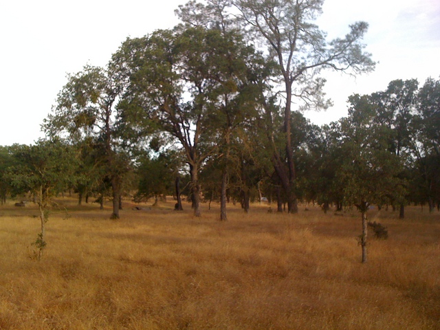 Oaks, pines and dead grass