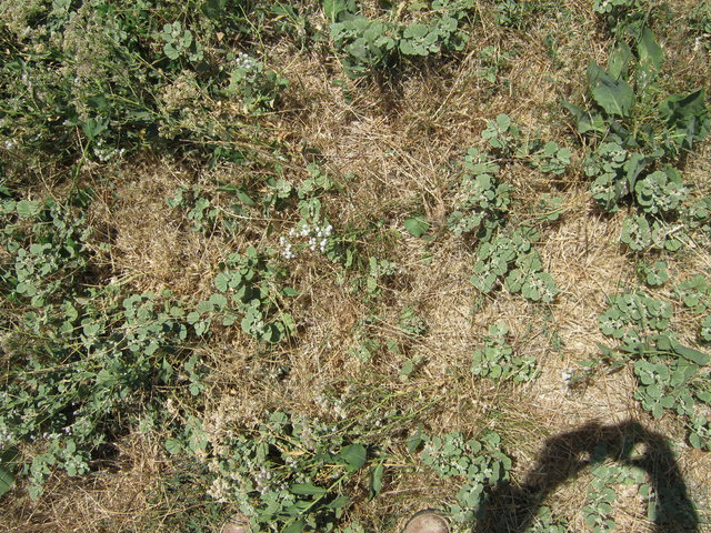 Looking down at pepper weed and dead grass