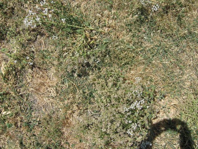 Looking down a pepper weed and dead grass