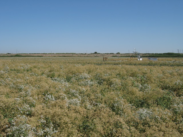 View of Sherman pasture dominated by flowering pepper weed