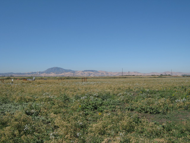 View of Sherman pasture dominated by flowering pepper weed with Mt Diablo in background