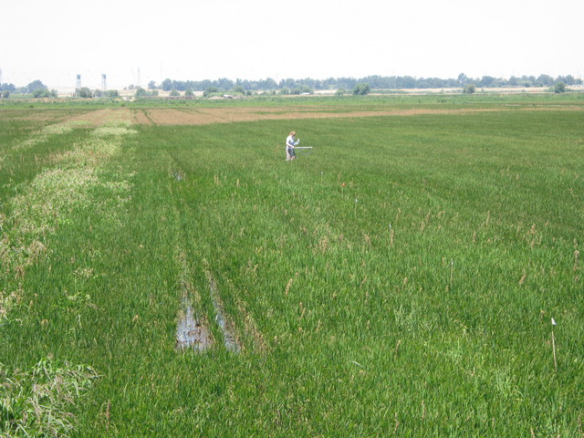 Jaclyn making spectral measurements in Twitchell rice field