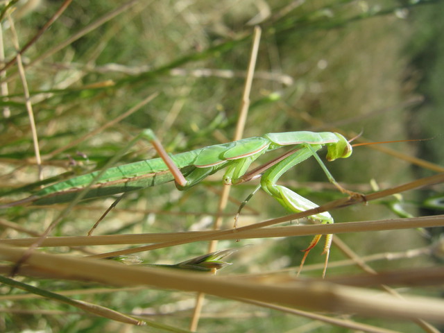 Large green praying mantis at Twitchell Rice