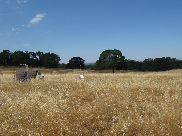 Tall yellow grass at Vaira pasture