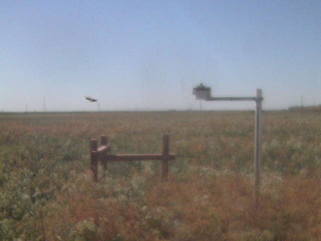 Wasp in flight