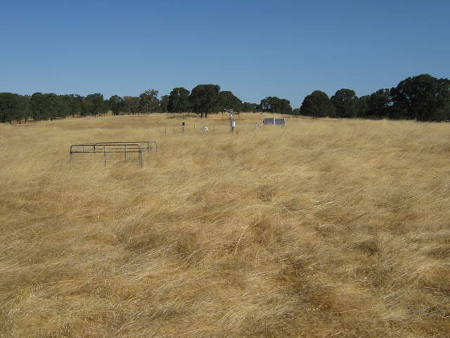 Yellow grasses at the Vaira site
