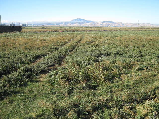 Mt Diablo from Sherman pasture site