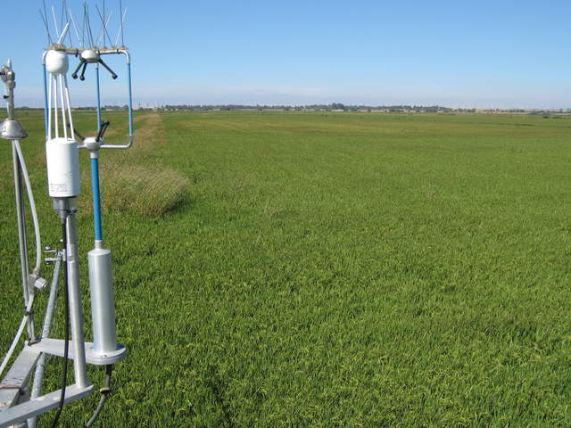 Eddy sensors above rice field