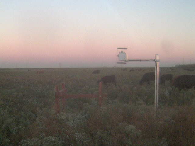 Cows at Dawn.