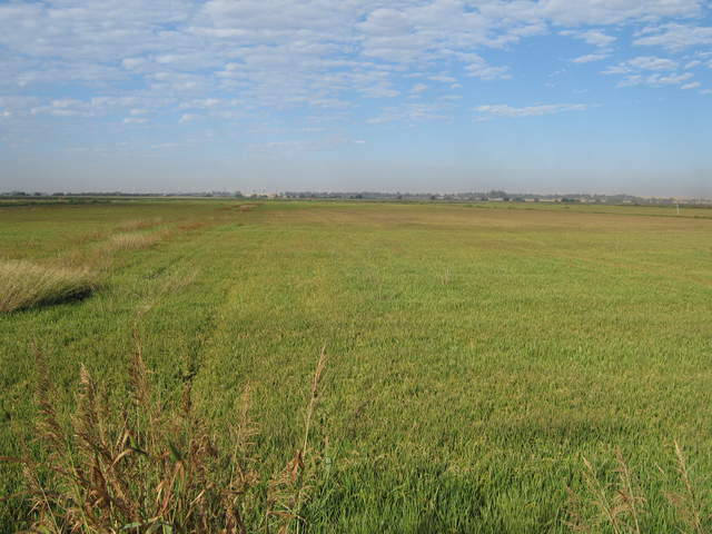 Rice field at Twitchell Island
