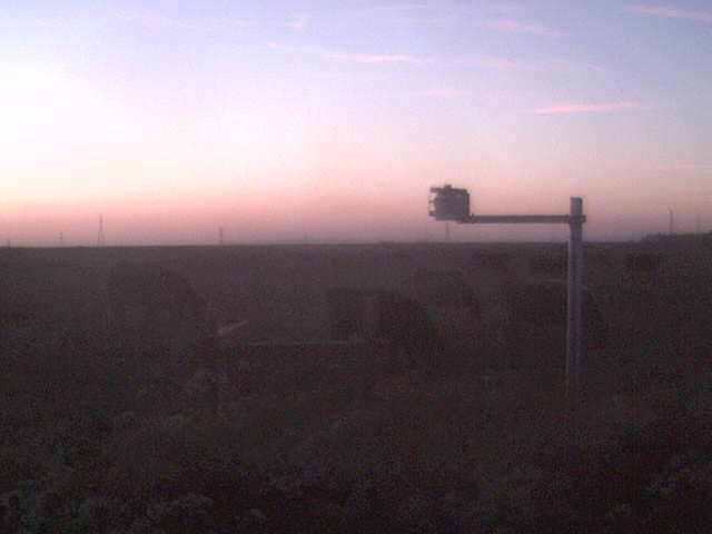 Cows at sunset.