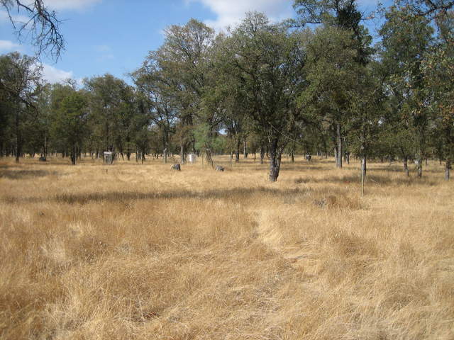 Brown grass and breen trees at Tonzi