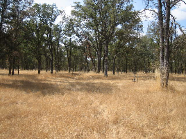 Brown grass and green trees at Tonzi