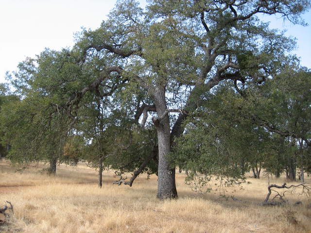 Big tree near soil CO2 measurements