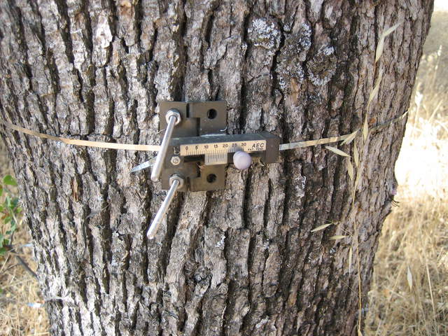 Manual dendrometer on tree trunk
