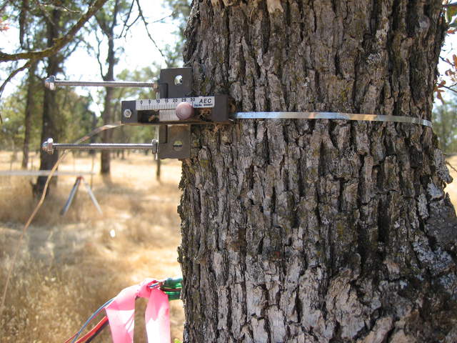 Another manual dendrometer on tree trunk