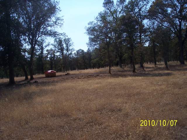 View of the oak savanna with dead grass