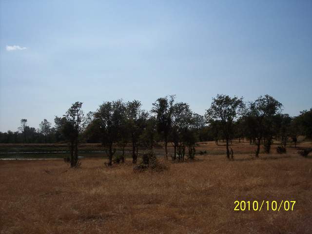 View of the oak savanna with dead grass and Tonzi pond