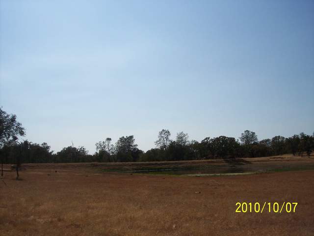 View of the oak savanna with dead grass and Tonzi pond