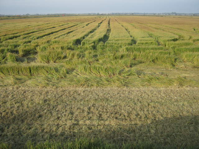  Field Harvest