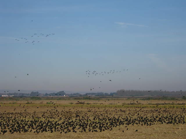  Black Birds Geese