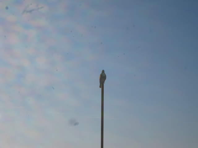 Hawk on post against morning sky