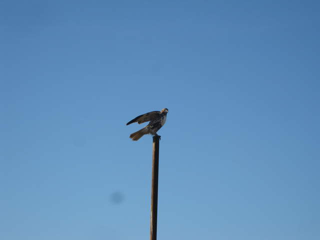 Hawk on post with wings lifted