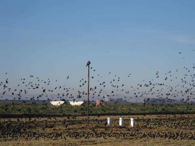 Hawk Black Birds