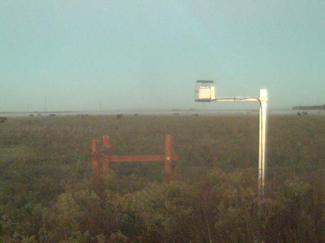 Cows in fog along the ground.