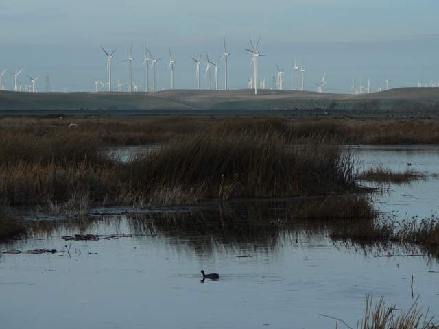  Wetland And Windmills