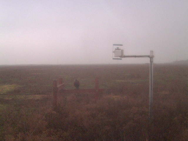 Pheasant and light fog.