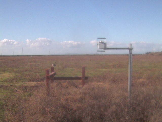 Bird on the fence post.