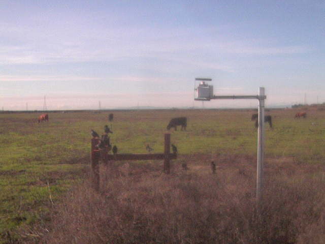 Birds on the fence and cows.